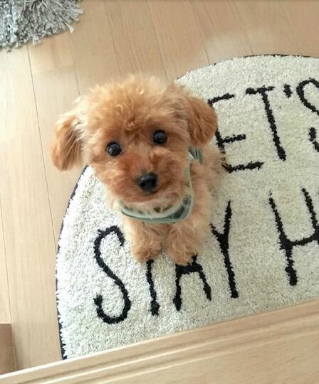 DearTeddy™ - A realistic pet toy