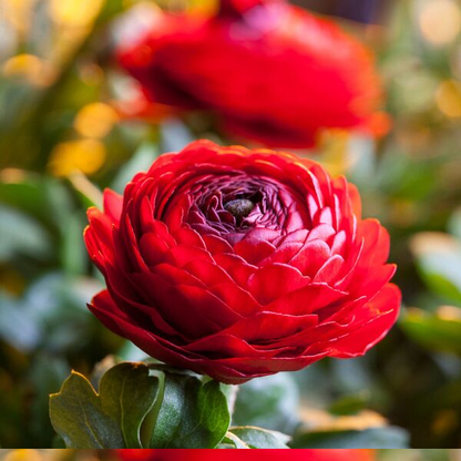 🌸Multicolor Ranunculus Asiaticus Bulbs