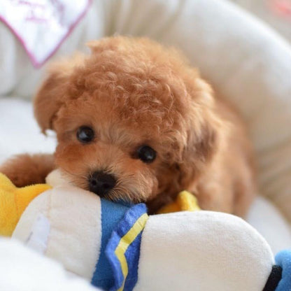 DearTeddy™  - A realistic pet toy