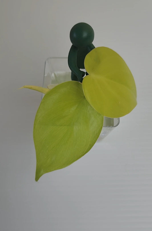 Plant Propagation Buddy - Cute Plant Supports - Leaf of Faith SA