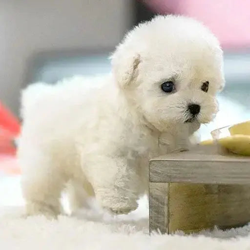 Ultra-realistic robot puppy with lifelike movements Mivoza Germany