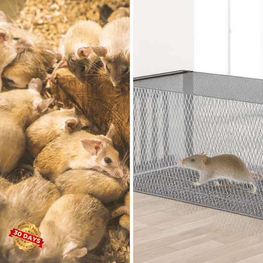 TrapGuard™ Medium Single-Door Rat Trap Cage – Humane & Effective Rodent Control